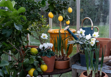 Jardin d'hiver à la jardinerie des Fermes de Gally à Saint-Cyr-l'Ecole 78