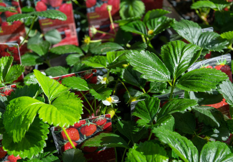 Offres de saison à la jardinerie des Fermes de Gally de Saint-Cyr-l'Ecole