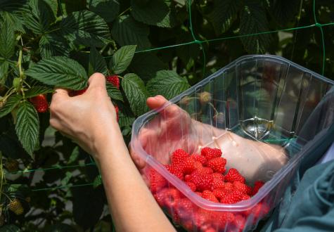 Framboises de la Cueillette de Gally