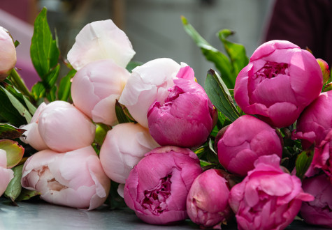 fête de la pivoine aux fermes de gally à saint-cyr-l'école