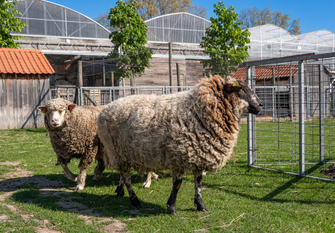 Ferme ouverte de saint-denis