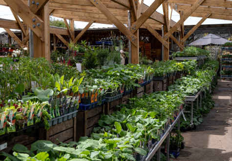 Plants potager au magasin des Fermes de Gally