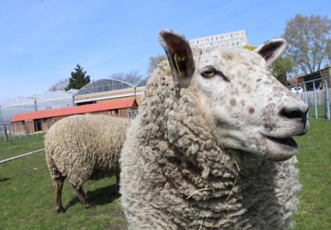 Moutons de la ferme ouverte de Saint-Denis