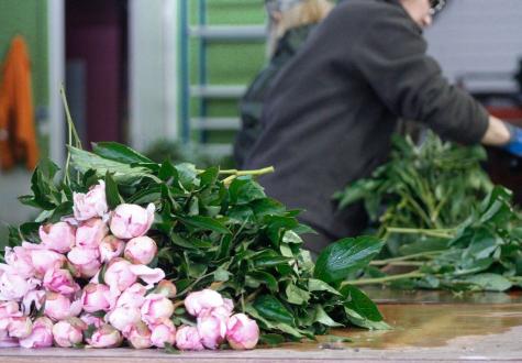Pivoines de Gally cultivées en Ile de France