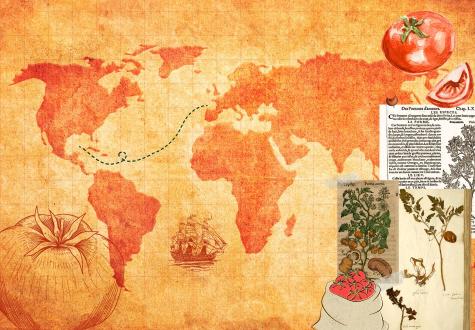 L'histoire de la tomate