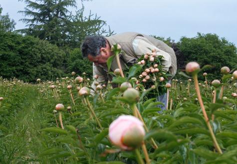 Pivoines de Gally cultivées en Ile de France