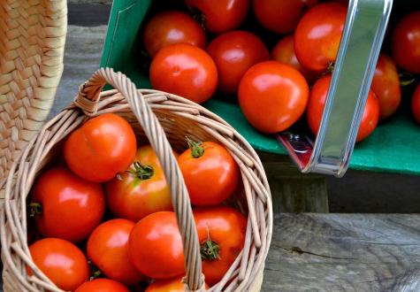 Tomates à cueillir à la Cueillette de Gally
