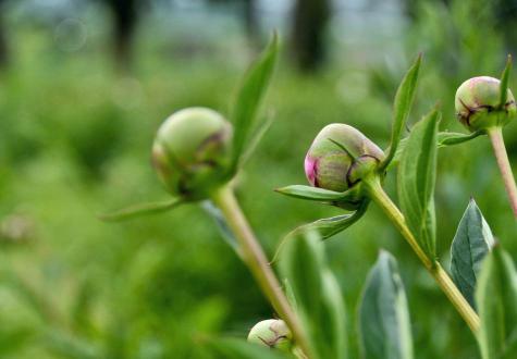 Pivoines de Gally cultivées en Ile de France