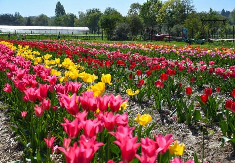 Tulipes à cueillir à la Cueillette de Gally dans les Yvelines
