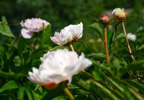 Champ de pivoines à la Cueillette de Gally à Bailly Yvelines