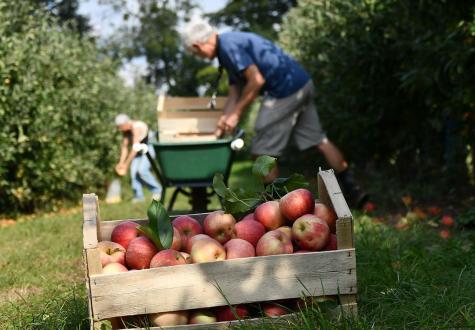 Pommes à la Cueillette de Gally à Bailly Yvelines