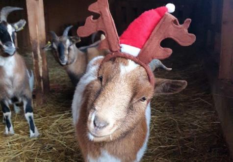 Découvrez les animaux de la ferme de Saint-Denis pour Hiver Merveilleux