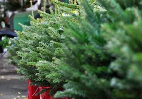 sapins en pot nobilis nordmann yvelines