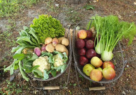 Panier fruits et légumes ferme ouverte de Saint Denis