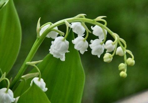 muguet du 1er mai à la Ferme de Gally 