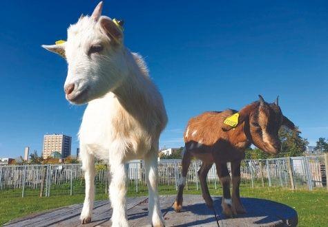 Ferme ouverte de Saint Denis