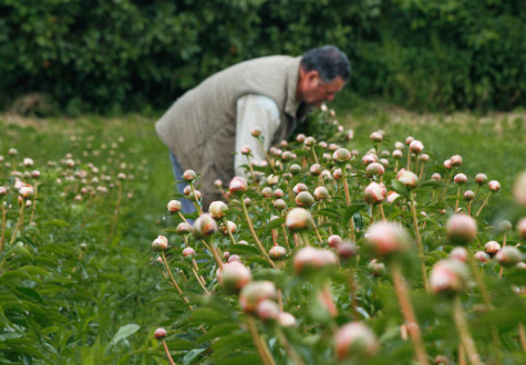 Pivoines de Gally cultivées en Ile de France