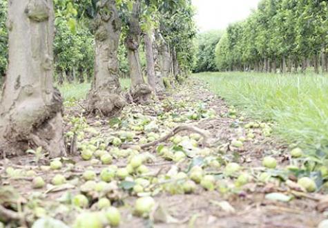 Arbres fruitiers