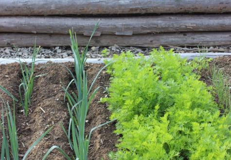 Atelier jardinage pour enfant à la Ferme de Gally de Saint Cyr l'Ecole