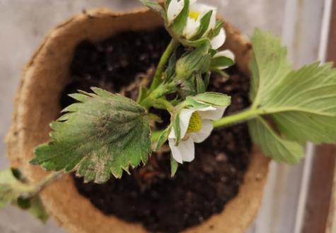 Atelier jardinage pour enfant à la Ferme