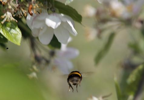 bourdon pommier