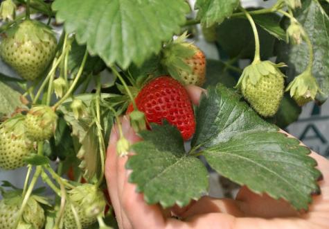 Comment cueillir des Fraises aux Fermes de Gally