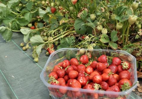 Quand cueillir des Fraises aux Fermes de Gally