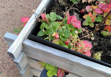 Balcon fraise potager