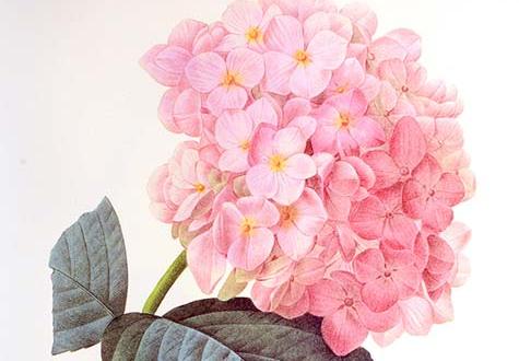 Hortensia
