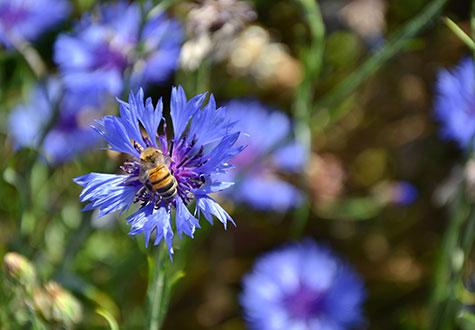 journée mondiale des abeilles