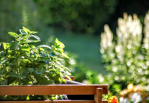 Menthe balcon potager