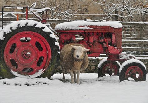 Mouton de la ferme