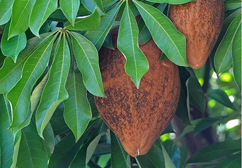 pachira floraison fruits parfum