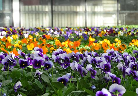 Marché aux fleurs : pensées locales | Les Fermes de Gally