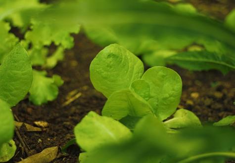 Plantation des semis au potager