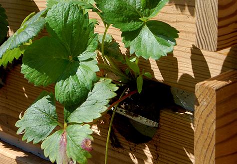 Potager hors sol