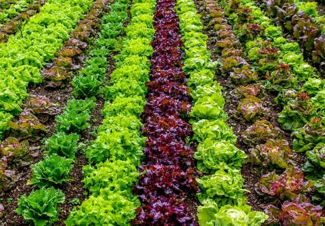 salades