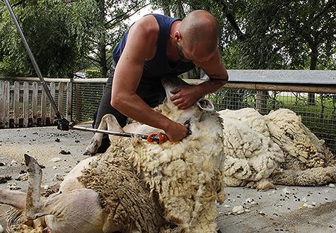 Tonte des moutons en direct