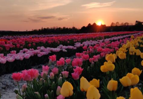 tulipes