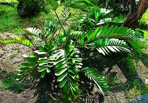 entretien origine zamioculcas